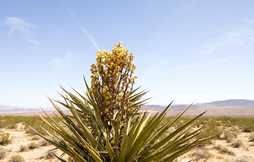 Flowering Yucca plant