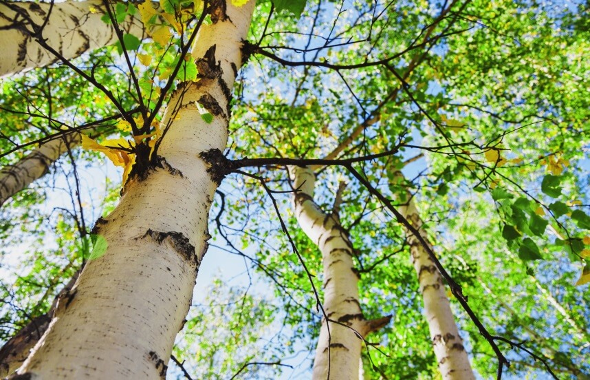 Uses and benefits of Birch tree
