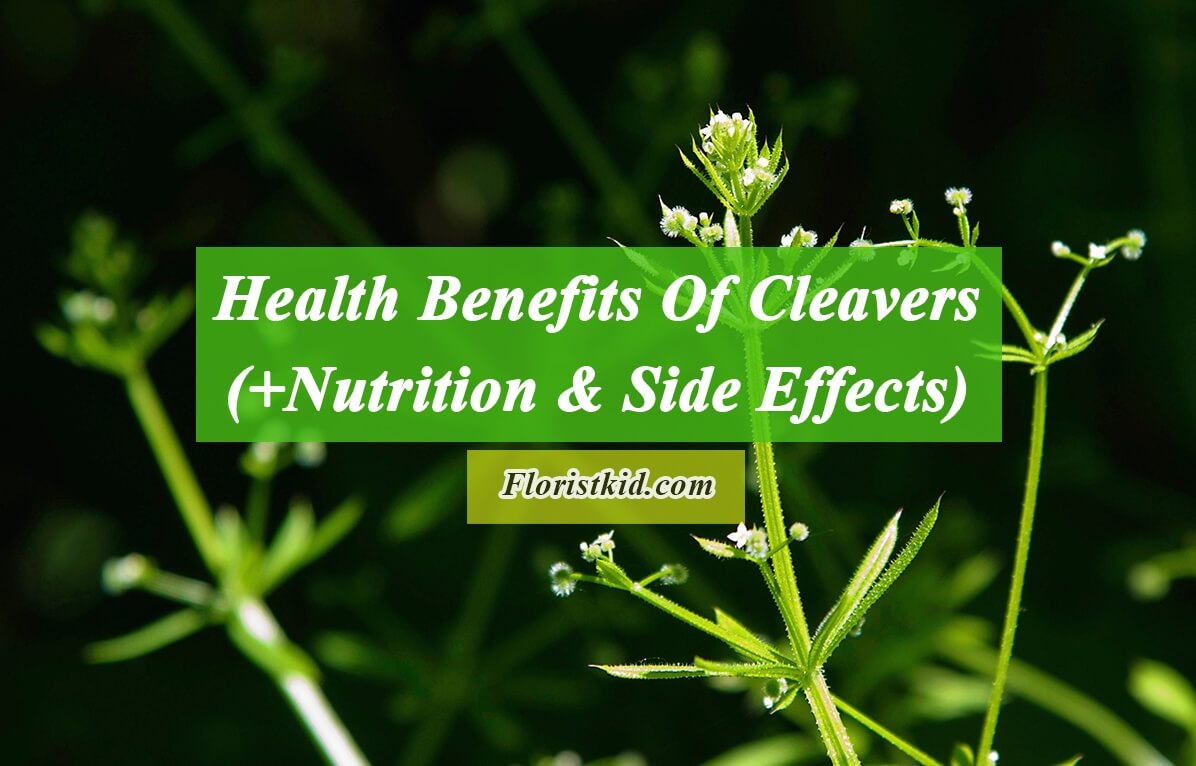 Health Benefits Of Cleavers (+Nutrition & Side Effects)