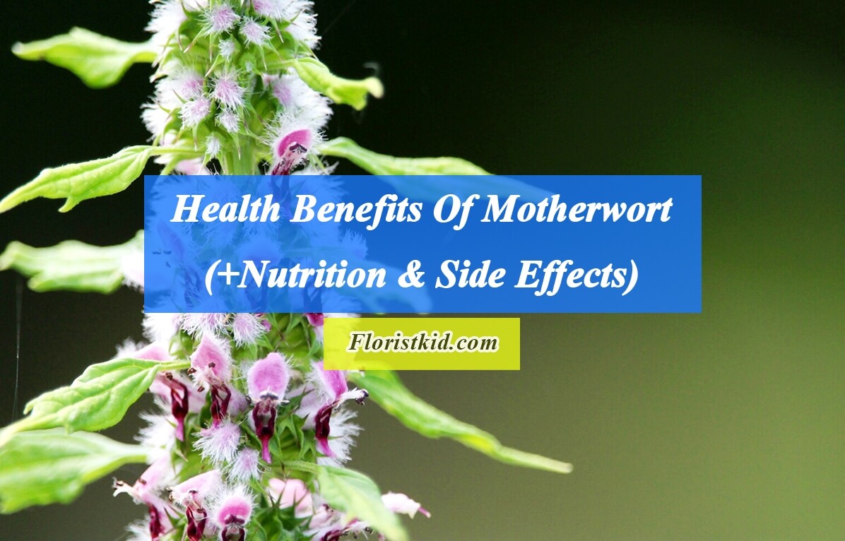 Health Benefits Of Motherwort(+Nutrition & Side Effects)