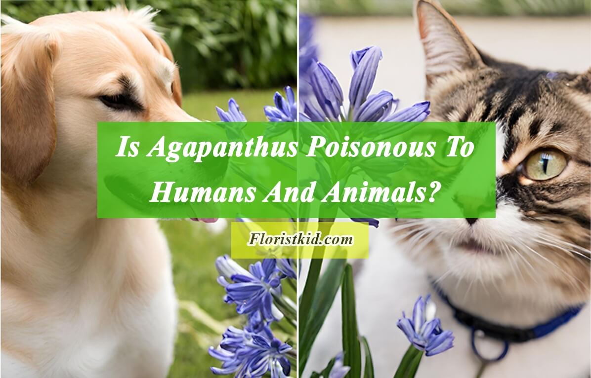 Is Agapanthus Poisonous To Humans And Animals