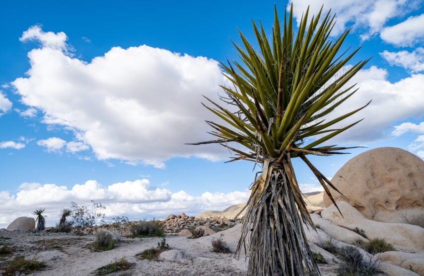 yucca benefits