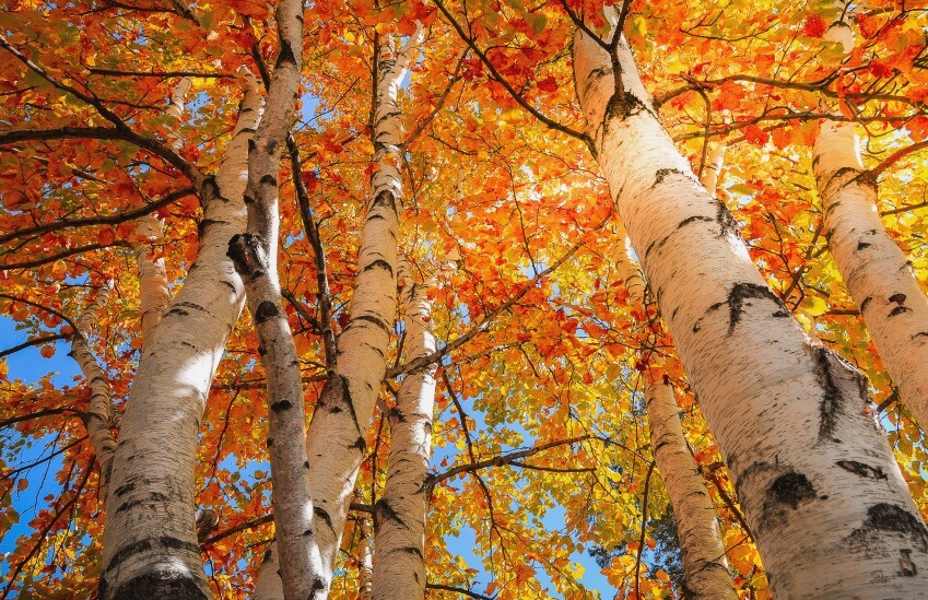Yellow leaves of Birch Trees in nature