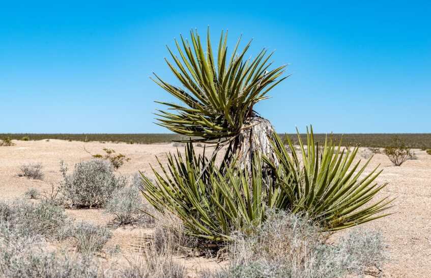 Mojave yucca  plant