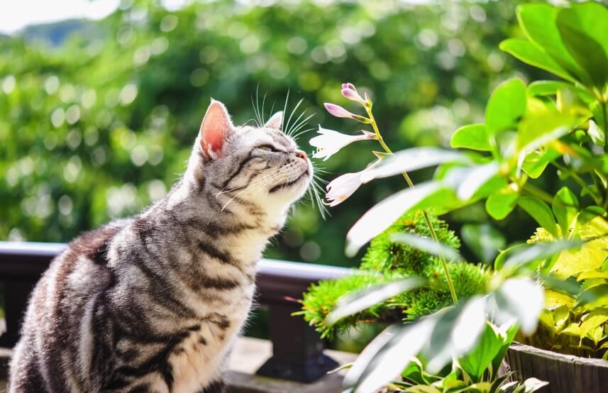 hostas are poisonous to cats