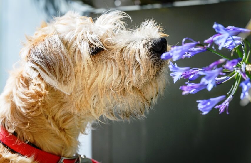 Agapanthus is toxic to dogs