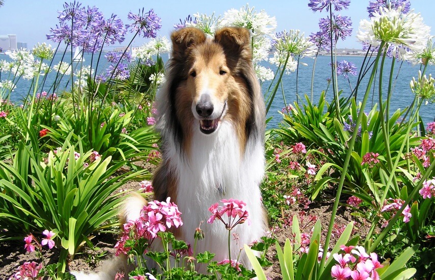 a dog and agapanthus