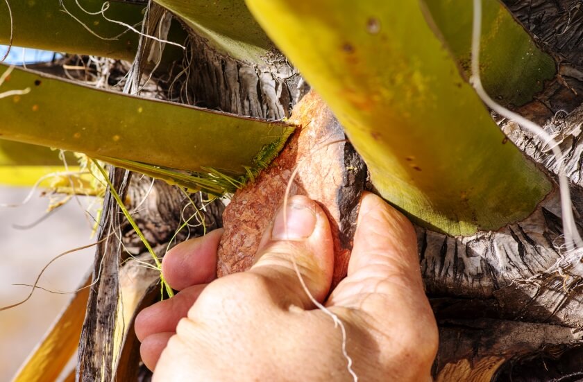 cutting yucca leaf 