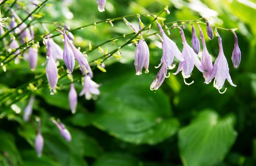 hosta flowers