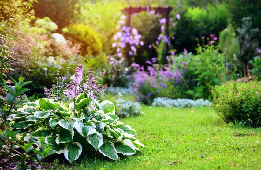 Hostas are not Poisonous To Humans 