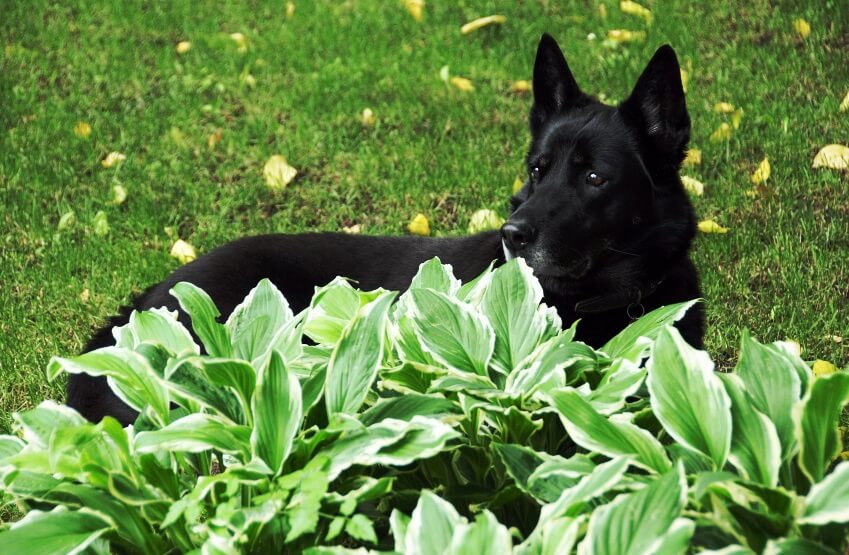 hostas are mildly poisonous to dogs