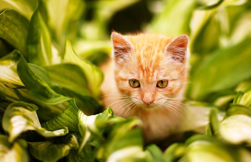 hosta plant and cat