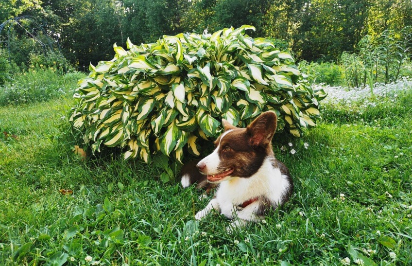 hosta plant and a dog
