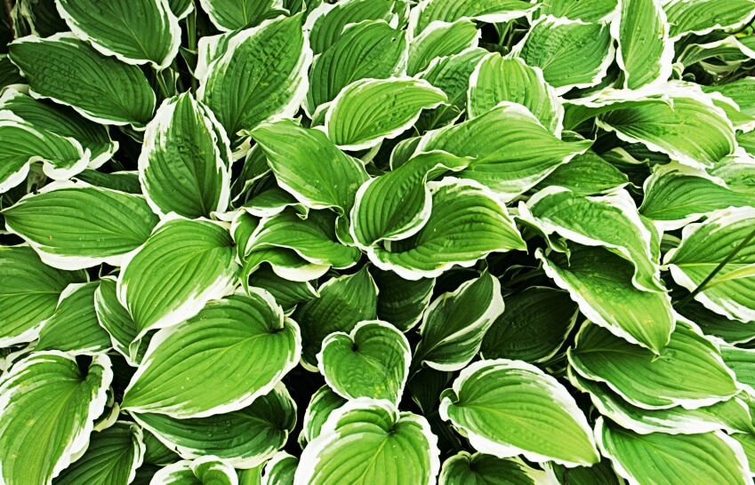 hosta plant