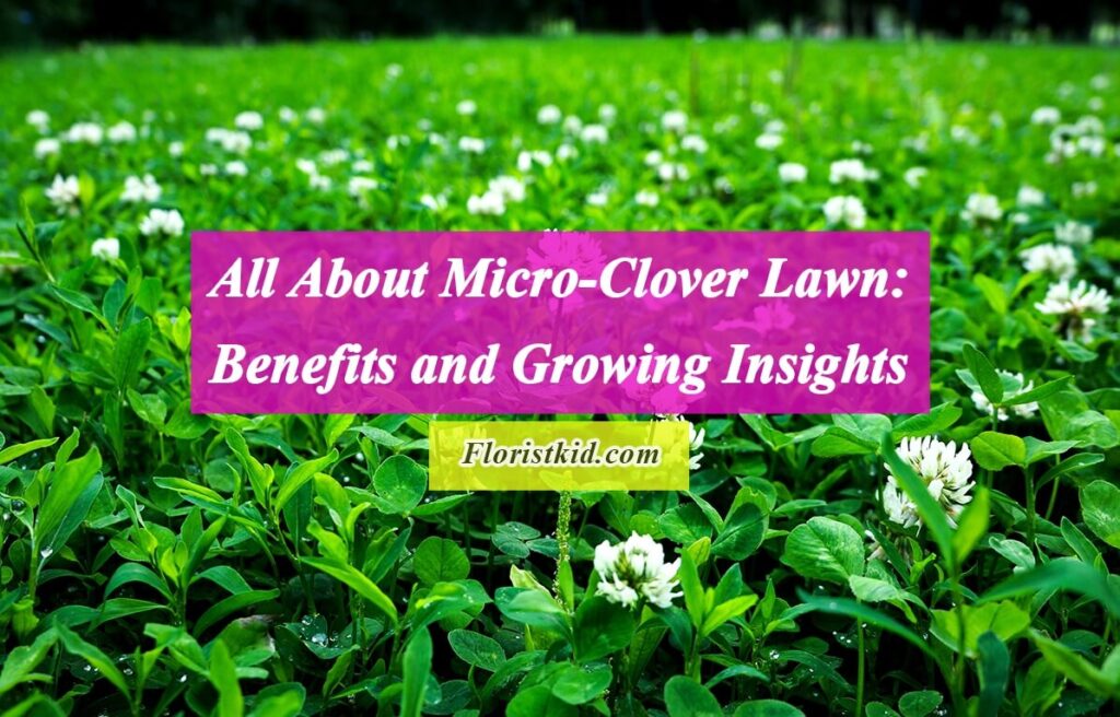 All About Micro-Clover Lawn Benefits and Growing Insights