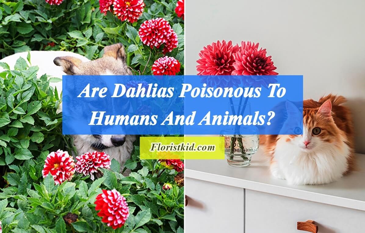 Are Dahlias Poisonous To Humans And Animals
