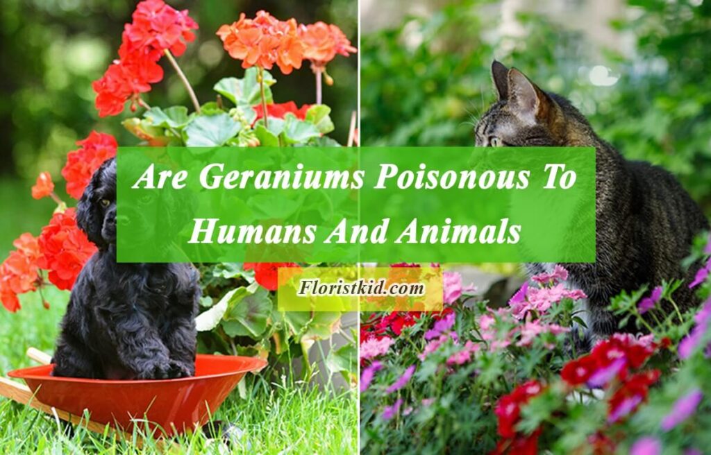 Are Geraniums Poisonous To Humans And Animals