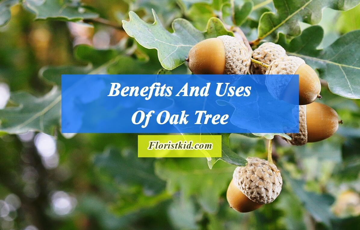 Benefits And Uses Of Oak Tree