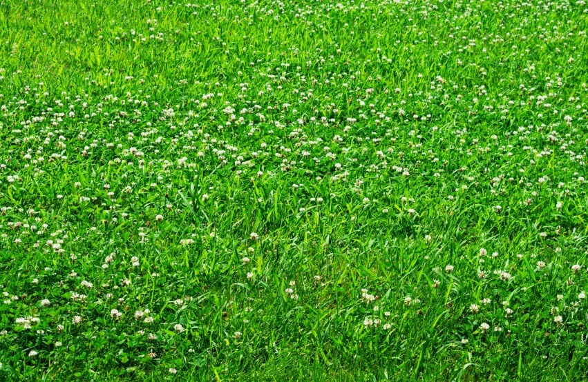 Green fresh clover lawn