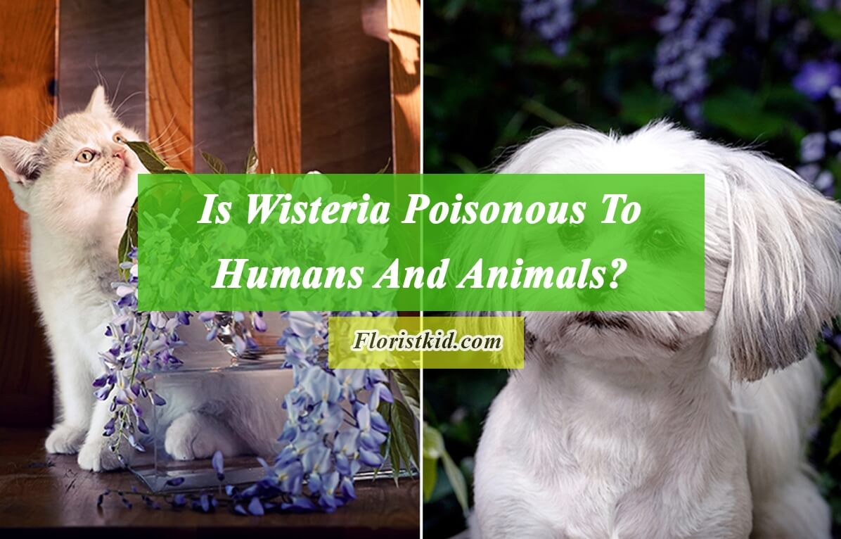 Is Wisteria Poisonous To Humans And Animals
