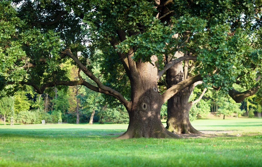benefits of oak tree wood