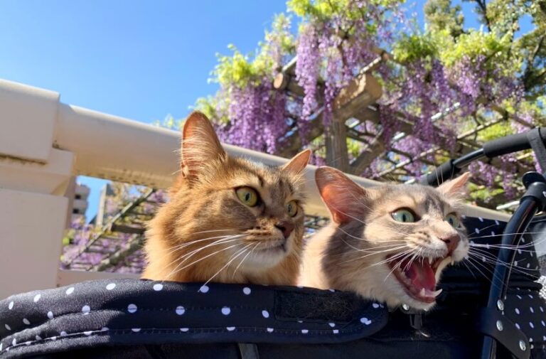 Is Wisteria Poisonous To Humans And Animals?