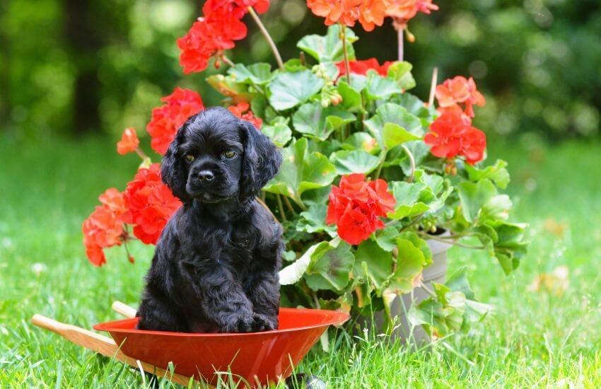 cute dog beside geranium flowers
