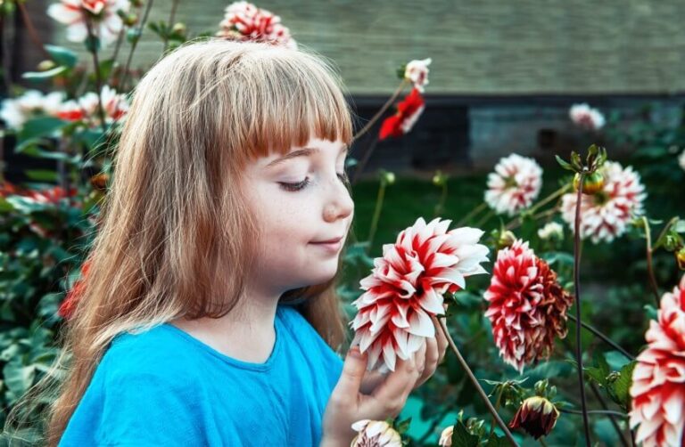 Are Dahlias Poisonous To Humans And Animals?