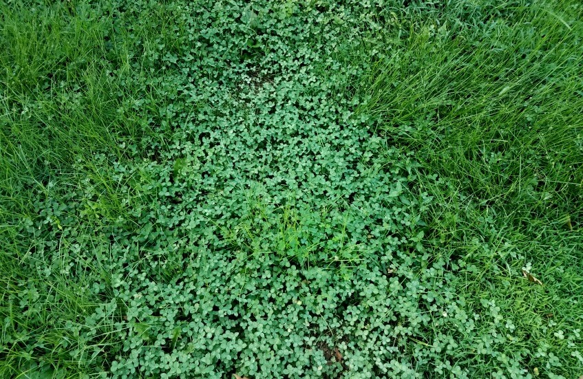 Pros And Cons Of Micro Clover Lawns