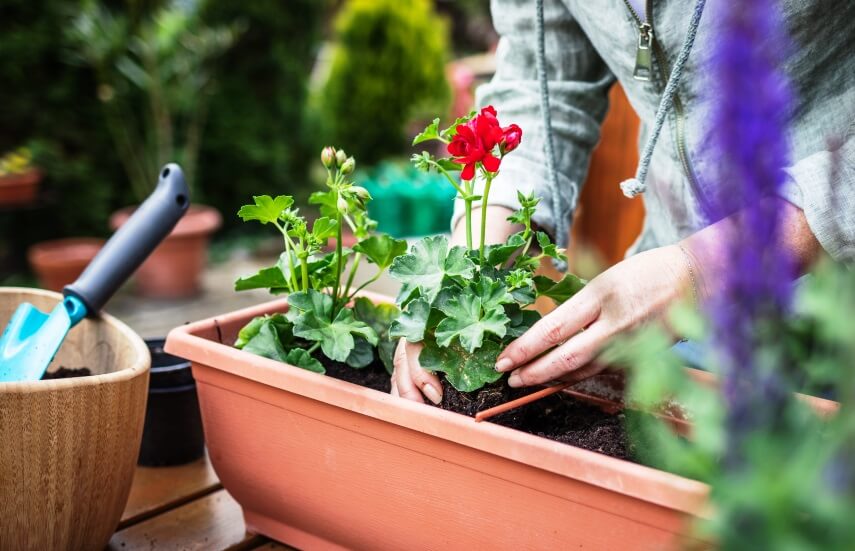 planting geranium flowers in a container
