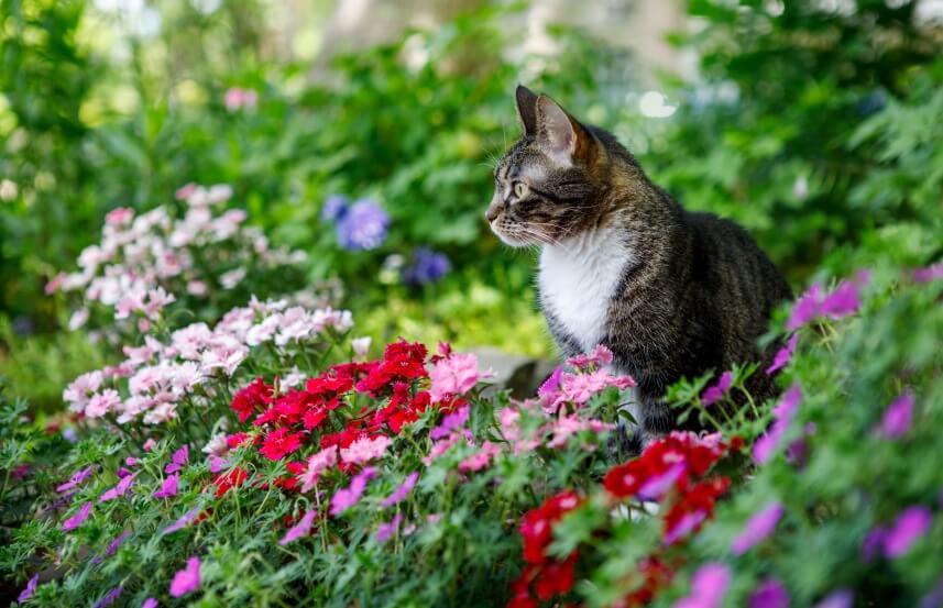 cat looking at geranium flowers