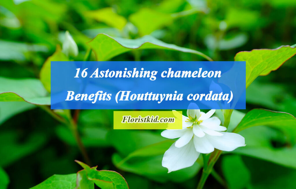 16 Astonishing chameleon Benefits (Houttuynia cordata)