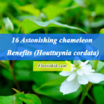 16 Astonishing chameleon Benefits (Houttuynia cordata)