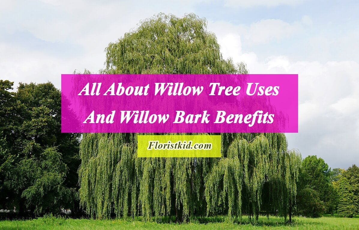 All About Willow Tree Uses And Willow Bark Benefits
