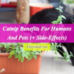 Catnip Benefits For Humans And Pets (+ Side-Effects)