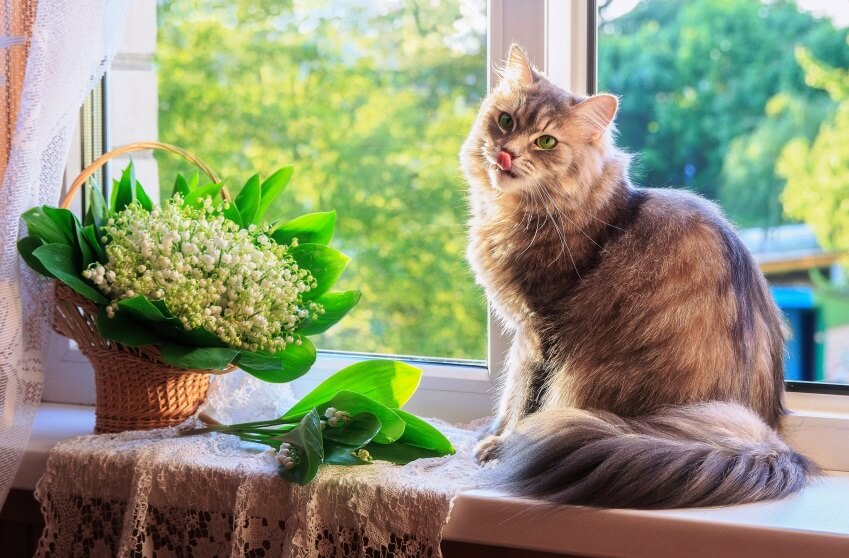 lily of the valley is toxic to cats