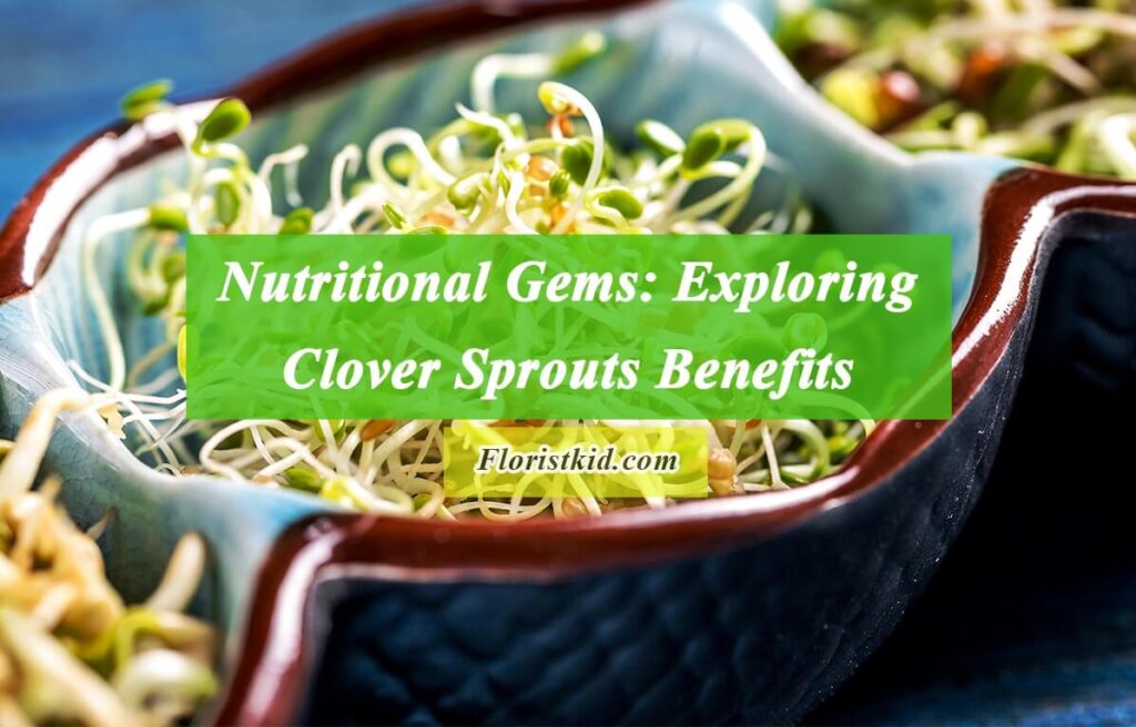 Health Benefits Of Clover Sprouts