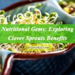 Health Benefits Of Clover Sprouts