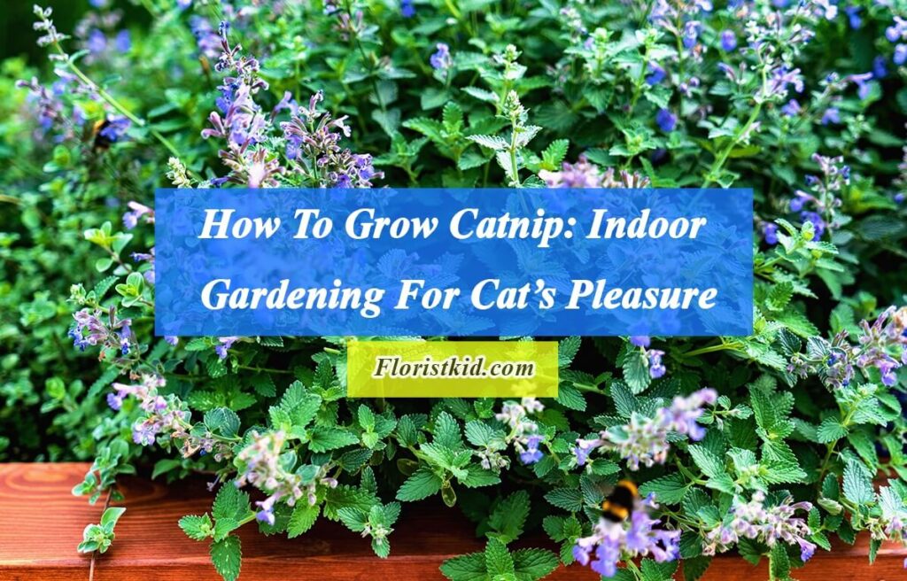 How To Grow Catnip Indoor Gardening For Cat’s Pleasure
