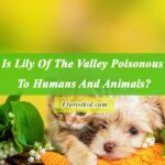 Is Lily Of The Valley Poisonous To Humans And Animals