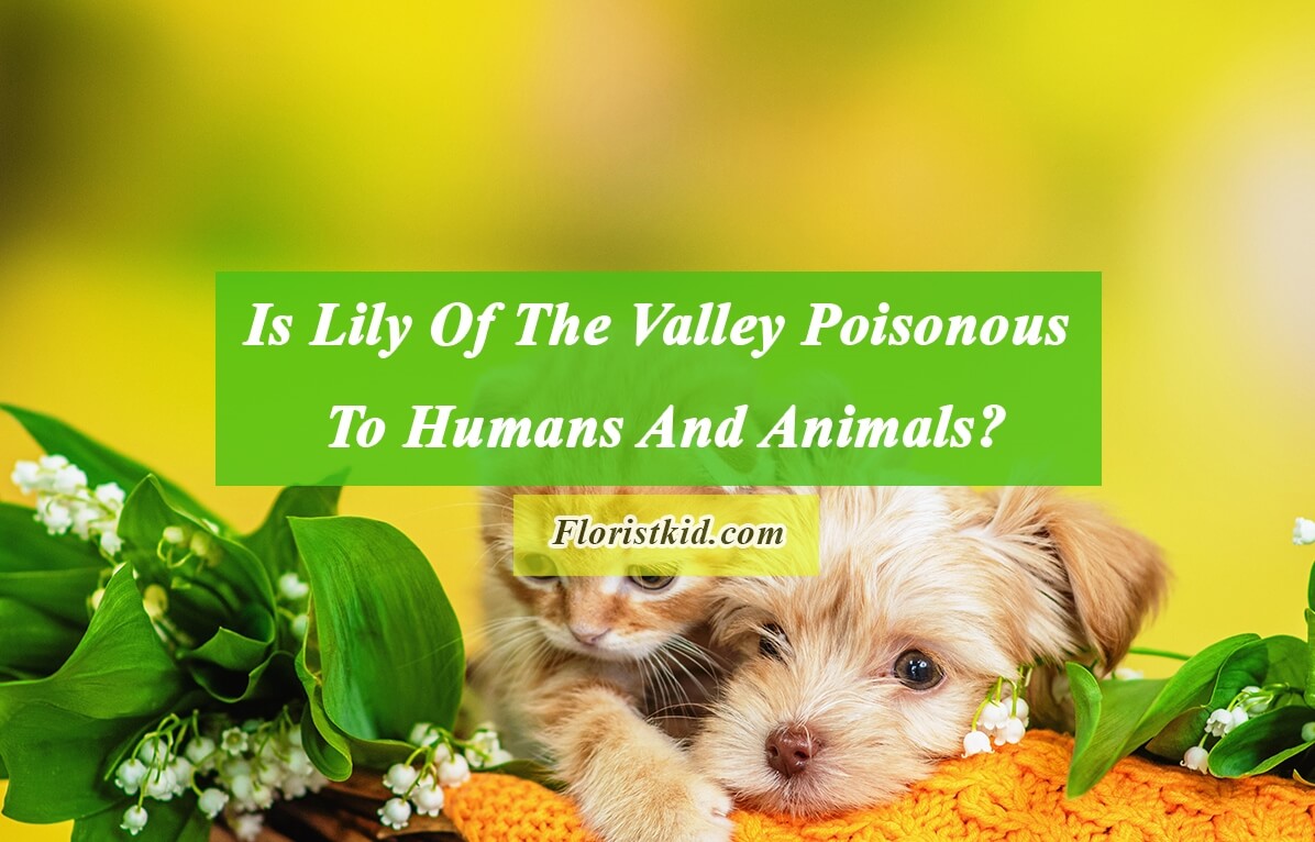Is Lily Of The Valley Poisonous To Humans And Animals