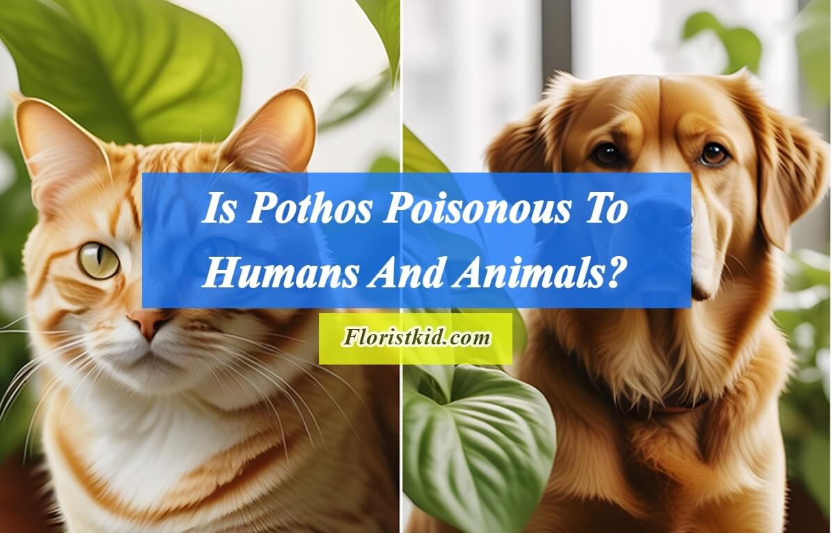 Is Pothos Poisonous To Humans And Animals