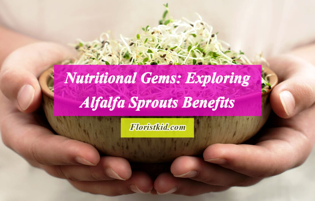 Nutritional Gems Exploring Alfalfa Sprouts Benefits