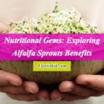 Nutritional Gems Exploring Alfalfa Sprouts Benefits