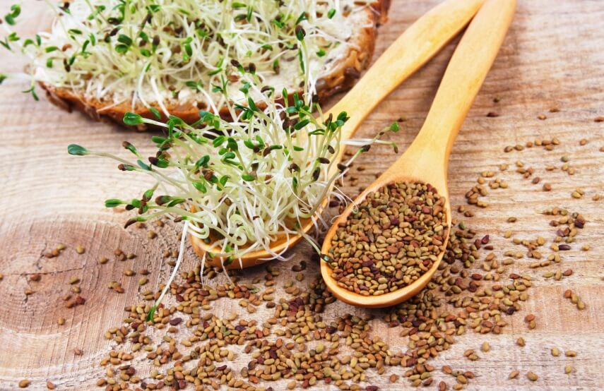 alfalfa sprouts and seeds