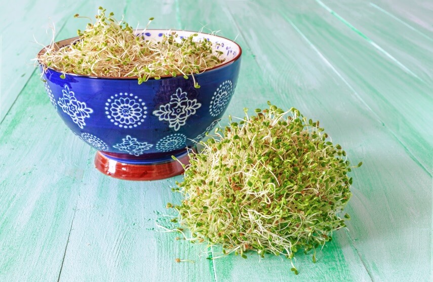 clover sprouts in bowl