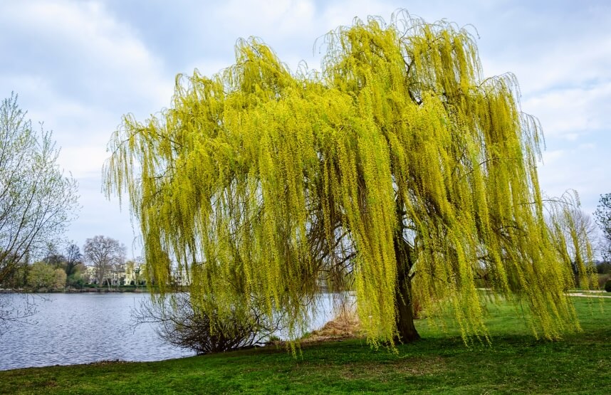 willow tree near the river