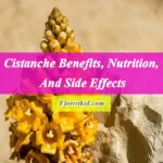 Cistanche Benefits, Nutrition, And Side Effects