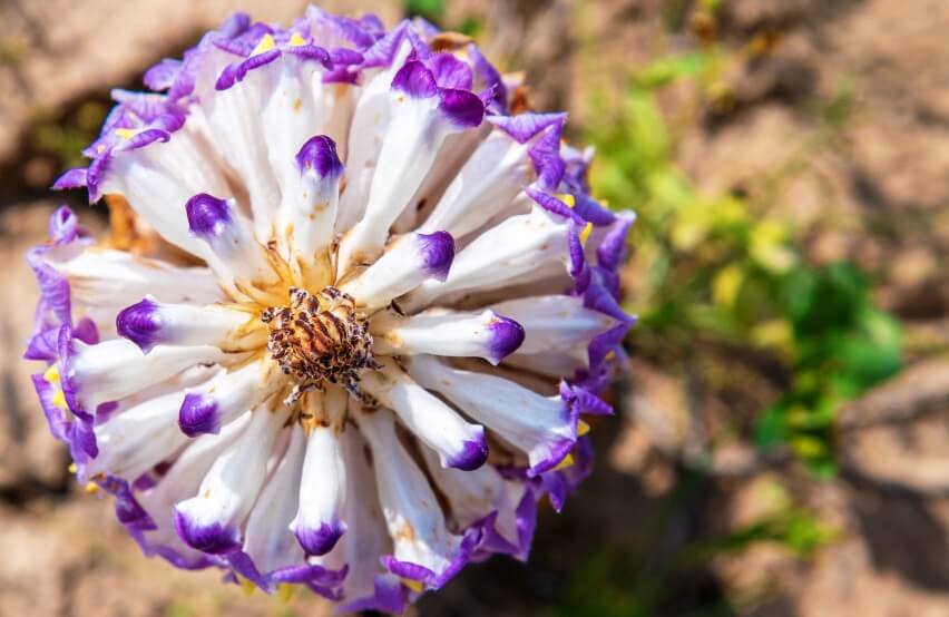 Cistanche flower