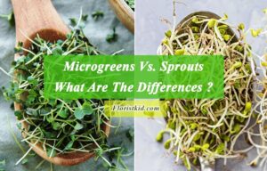 Microgreens Vs. Sprouts What Are The Differences
